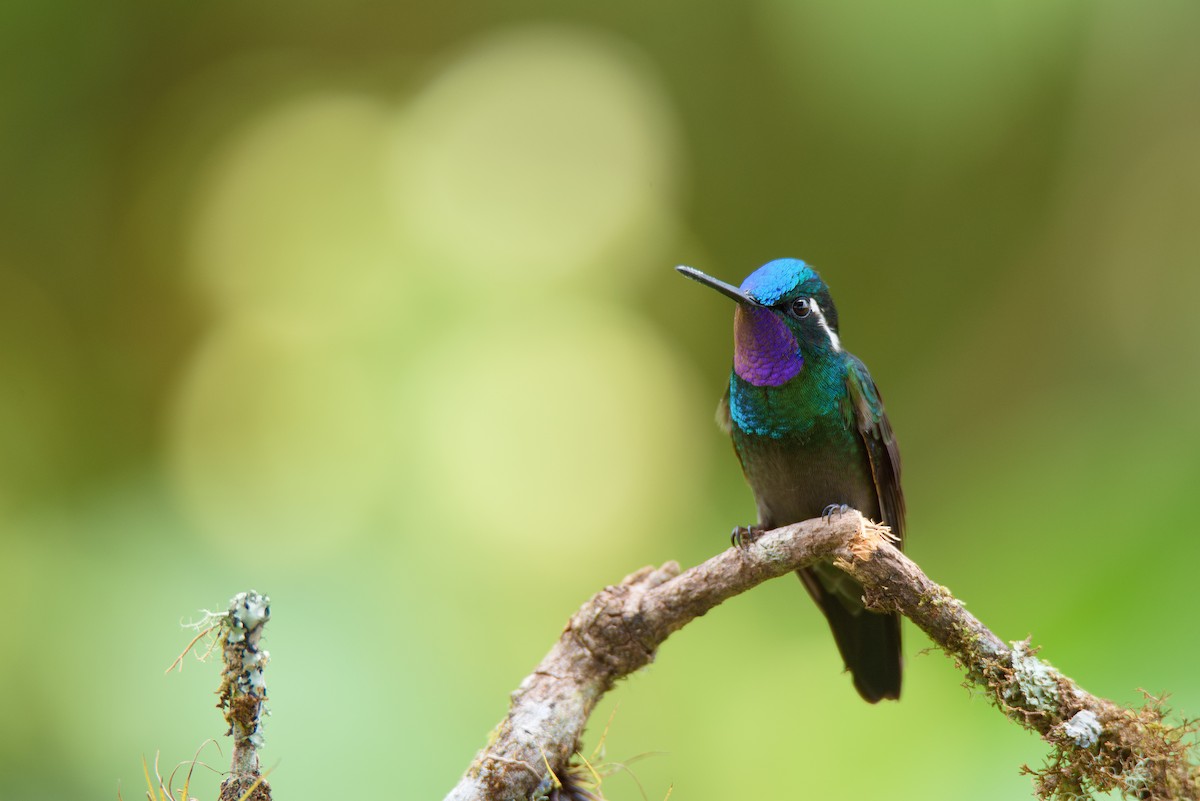 Purple-throated Mountain-gem - ML163667561