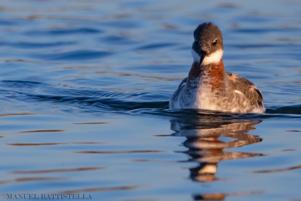 Red-necked Phalarope - ML163667581