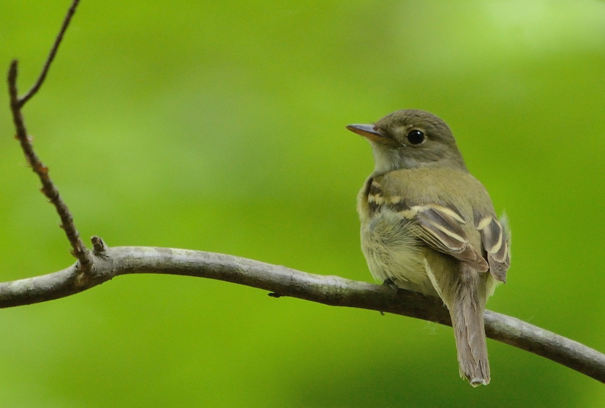 Acadian Flycatcher - ML163668211