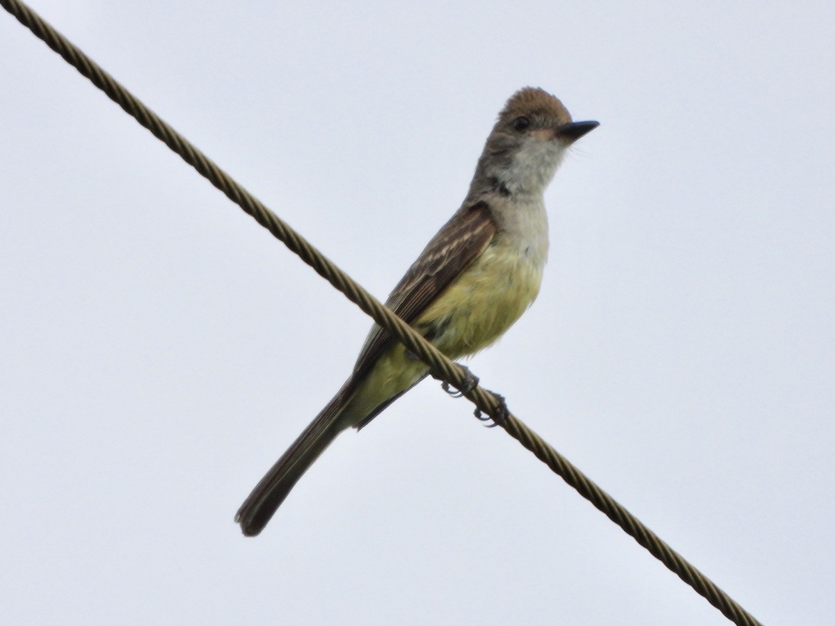 Short-crested Flycatcher - ML163668301