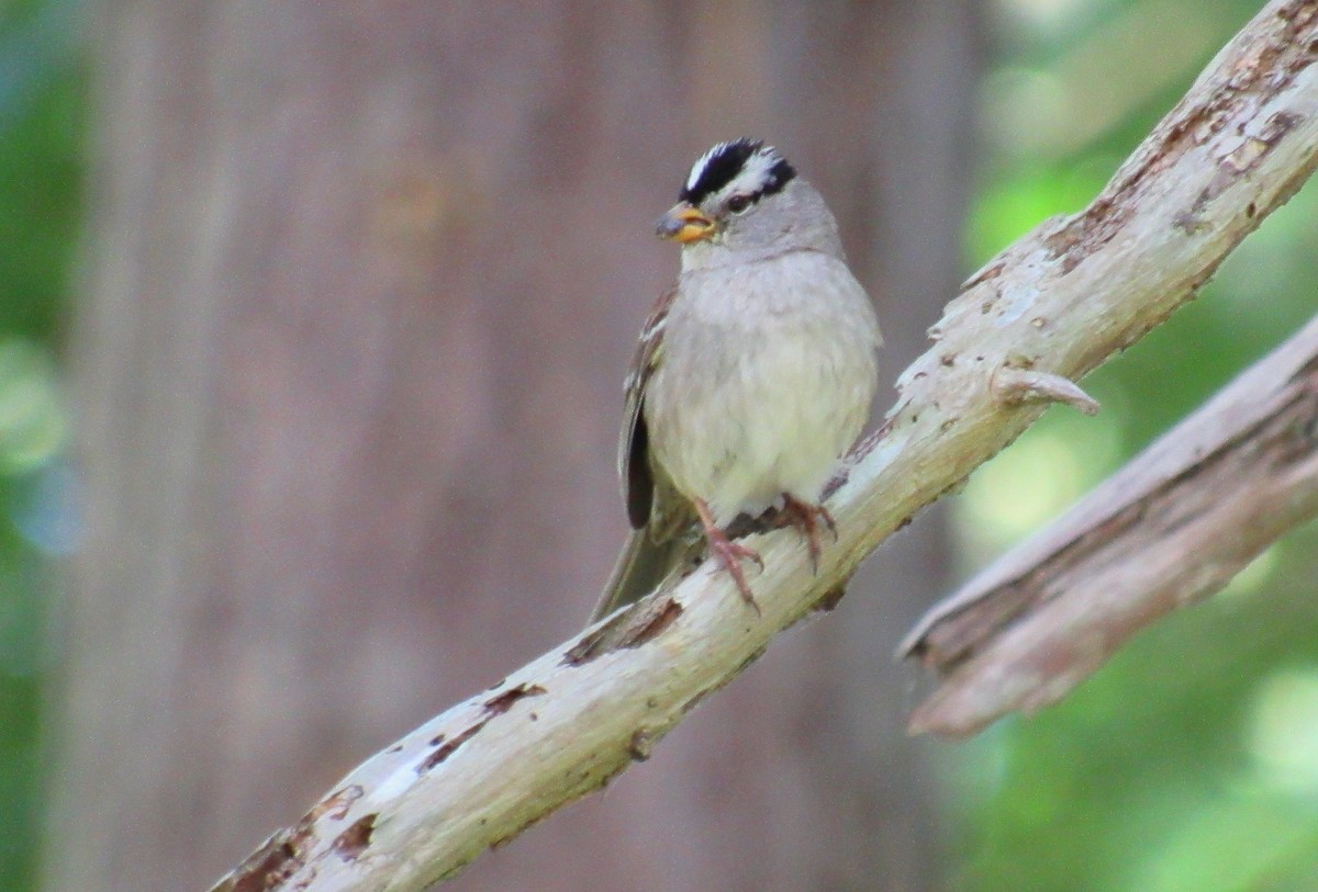 White-crowned Sparrow - ML163668871