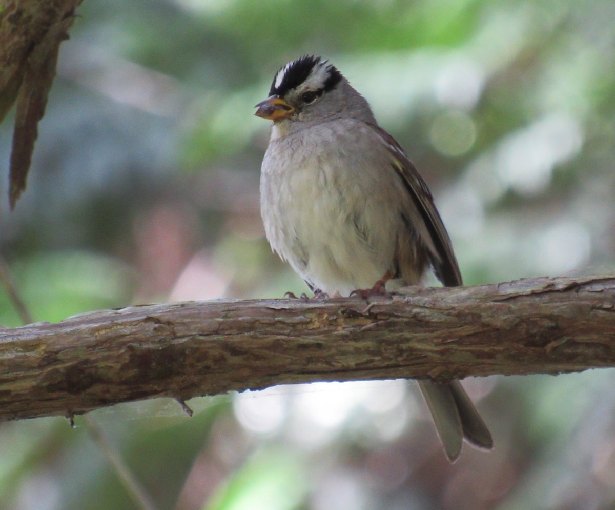 White-crowned Sparrow - ML163668891