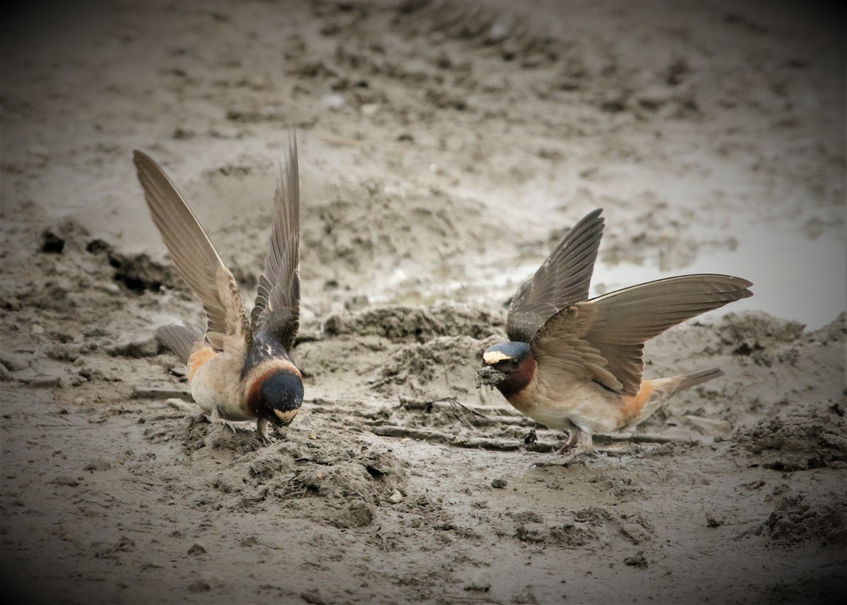 Cliff Swallow - ML163669211