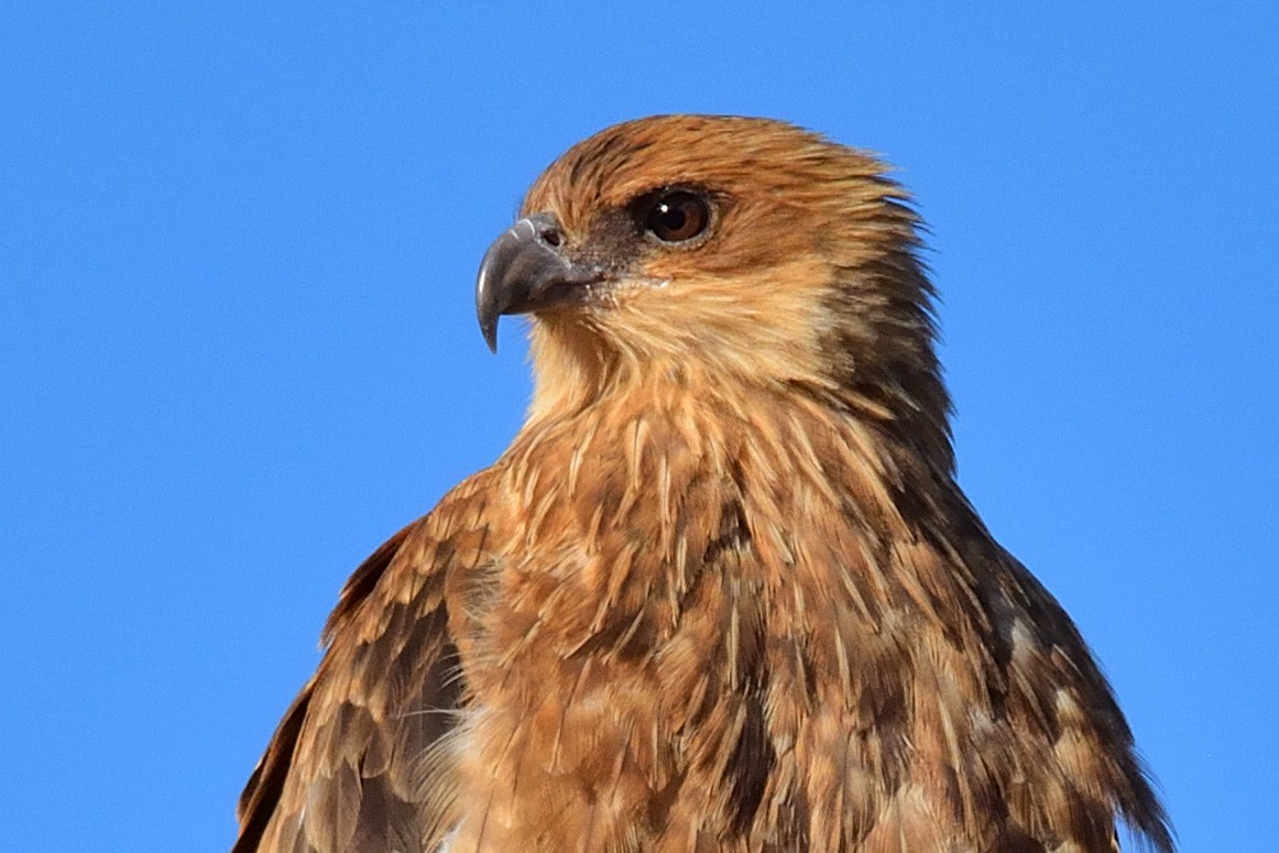 Whistling Kite - Andrew Schopieray