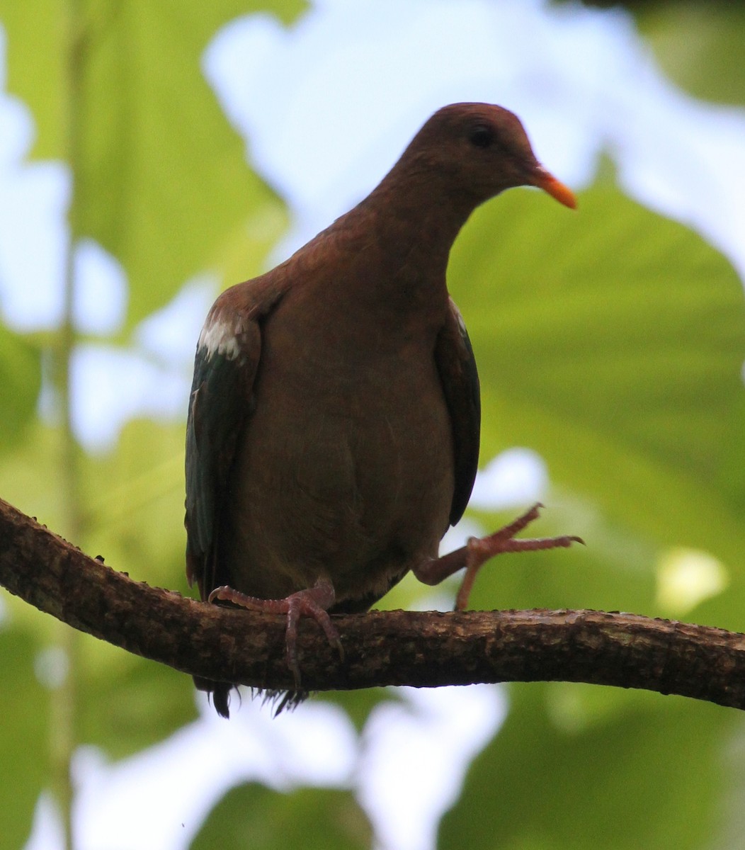 Pacific Emerald Dove - ML163672691