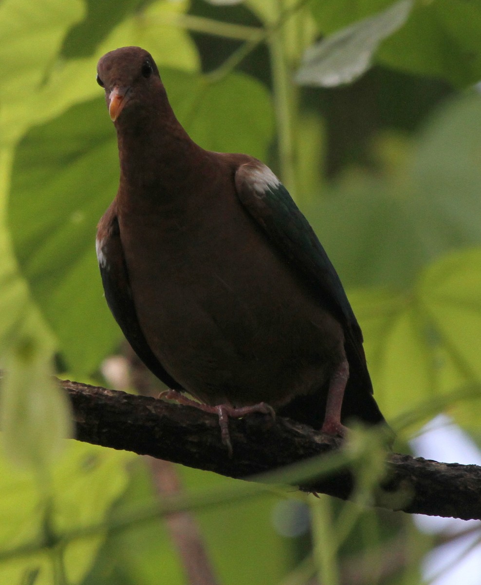 Pacific Emerald Dove - ML163672711