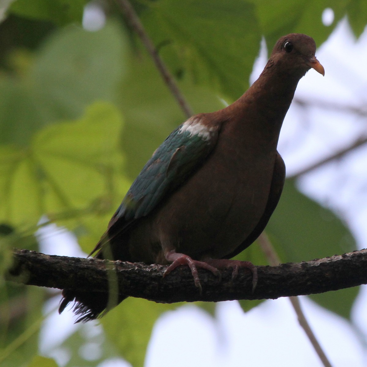 Pacific Emerald Dove - ML163672781