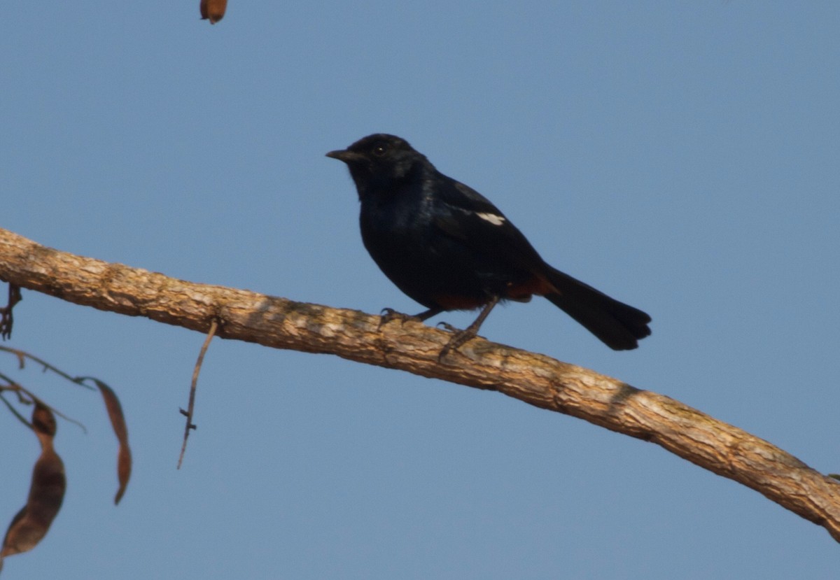 Indian Robin - Gary Brunvoll