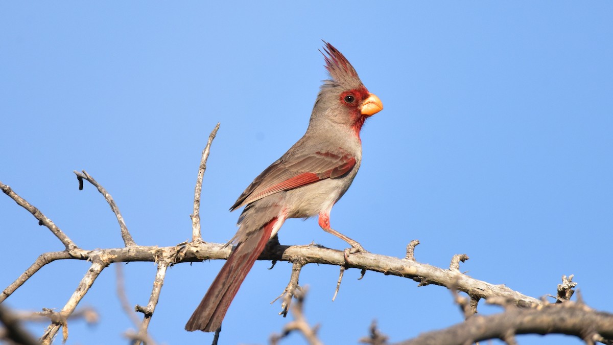 Pyrrhuloxia - ML163675171