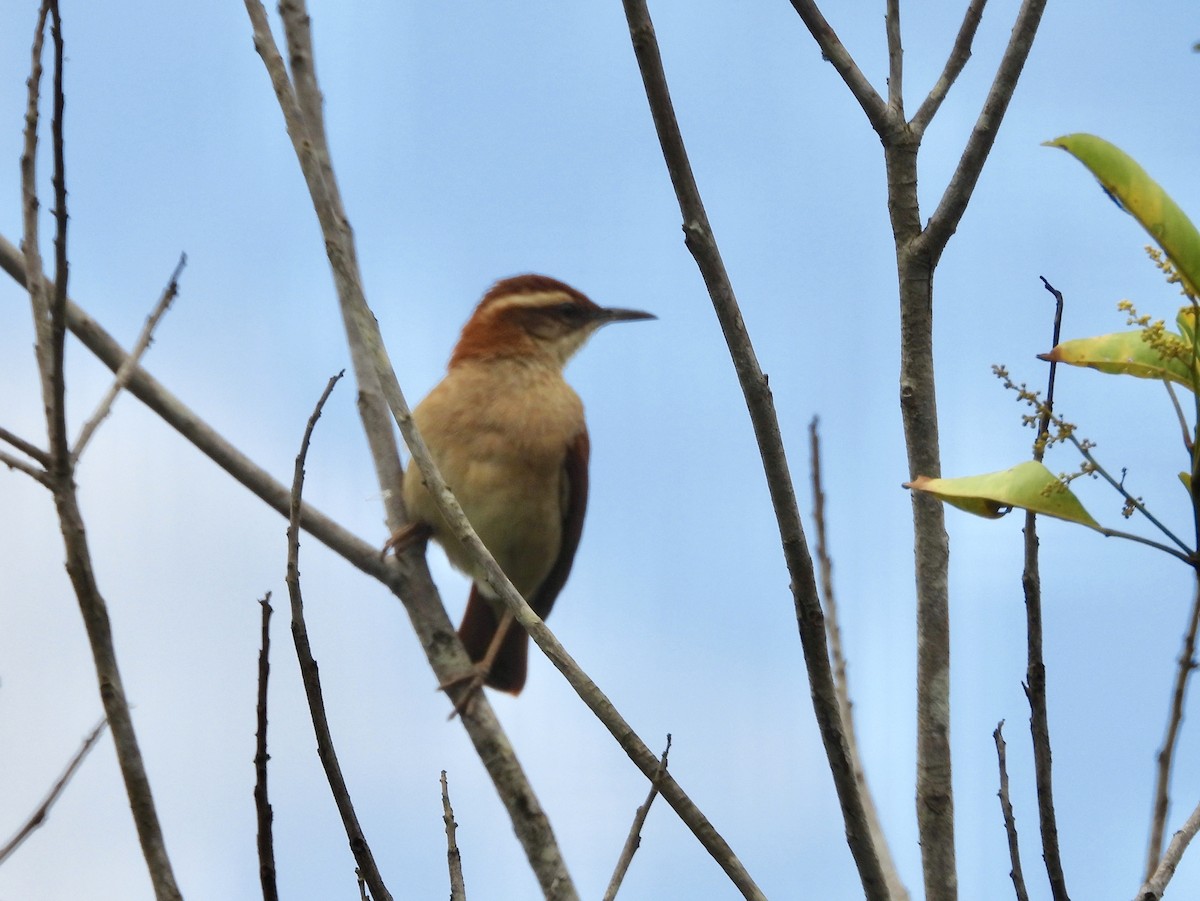 Wing-banded Hornero - ML163675261