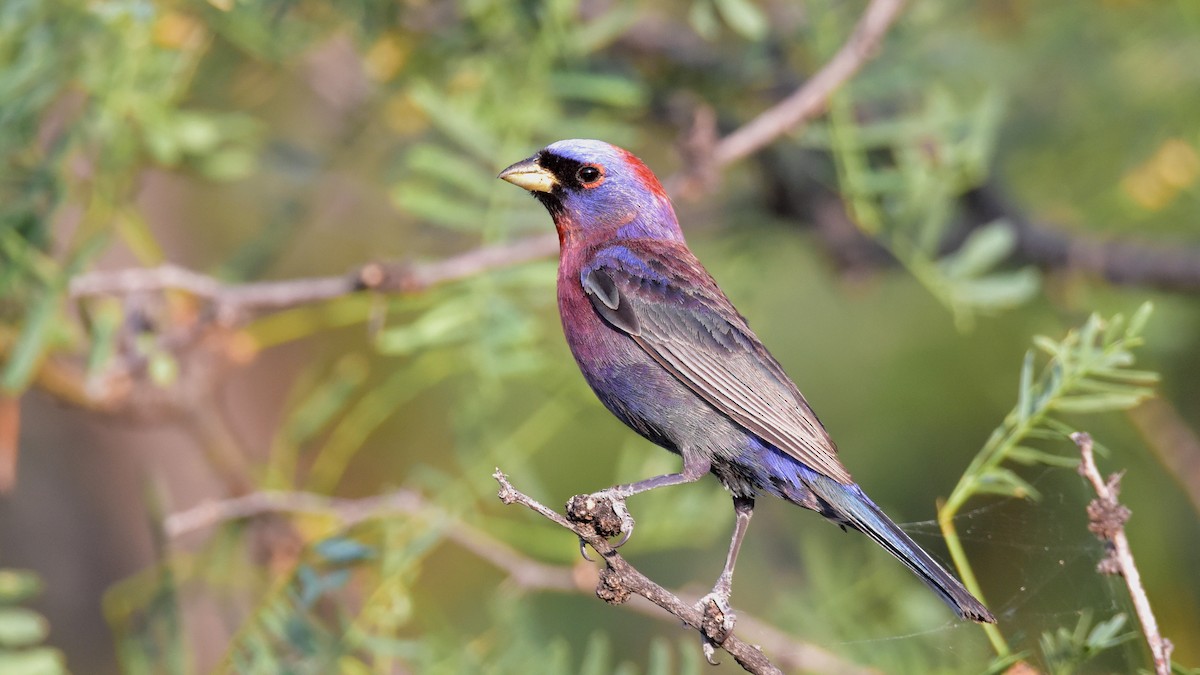 Varied Bunting - ML163675371