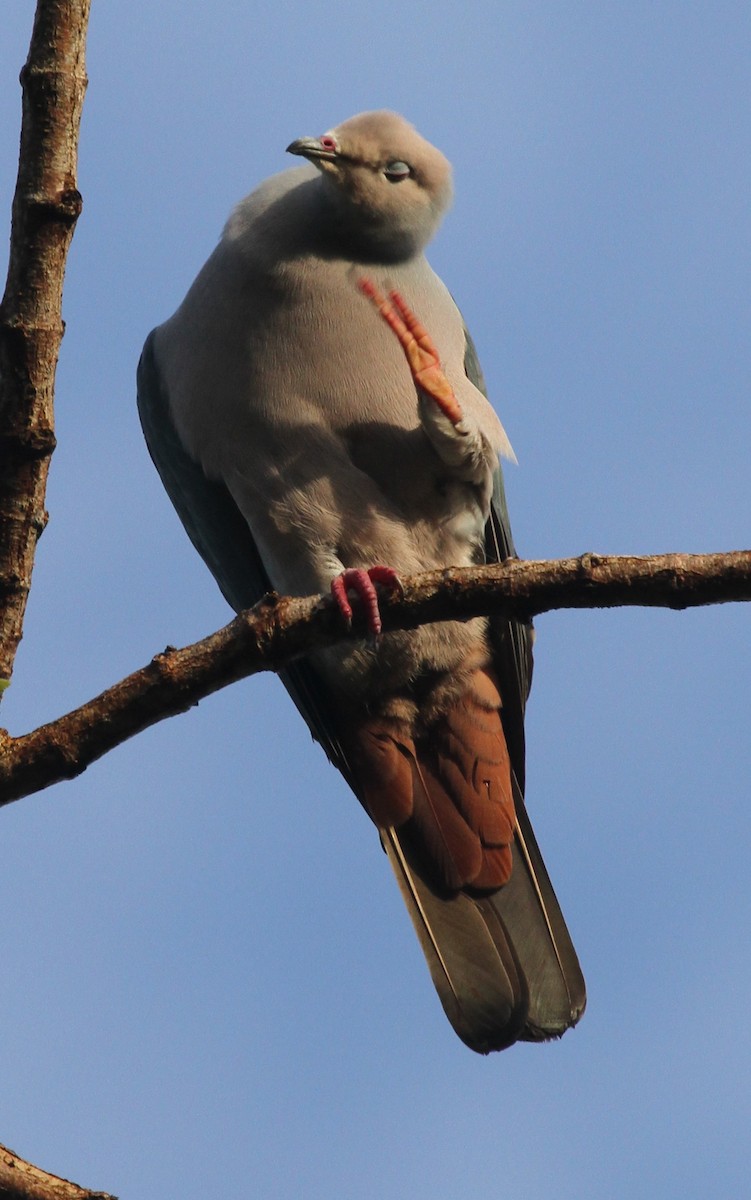 Pink-headed Imperial-Pigeon - ML163676651