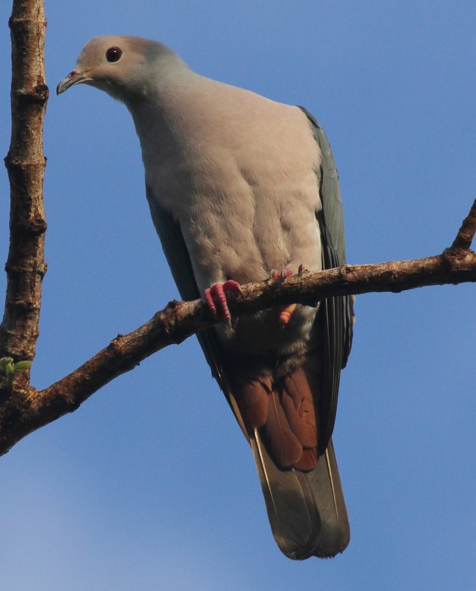 Pink-headed Imperial-Pigeon - Colin Trainor