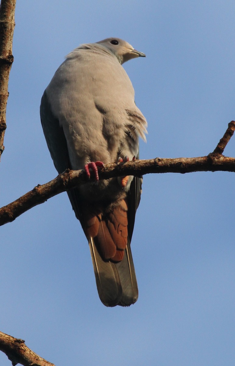 Pink-headed Imperial-Pigeon - ML163676671