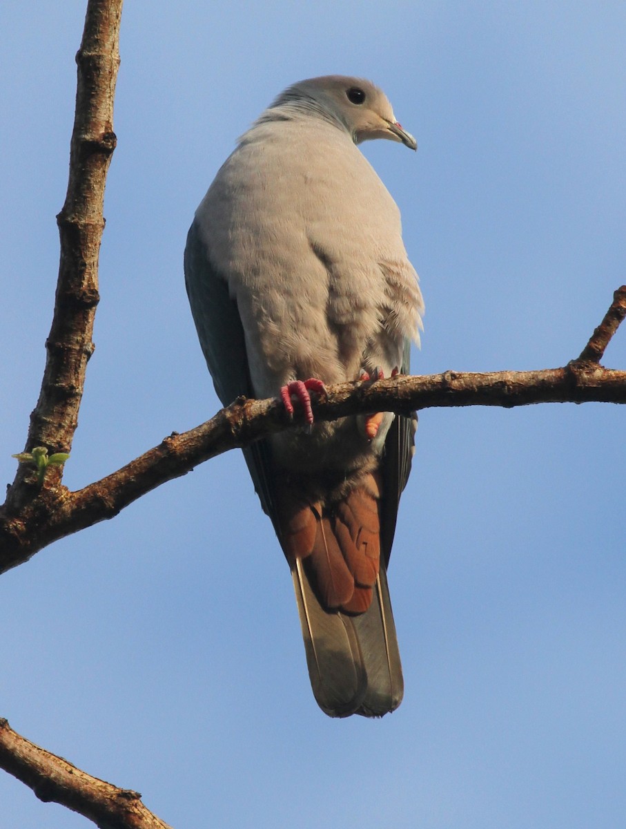 Pink-headed Imperial-Pigeon - ML163676681