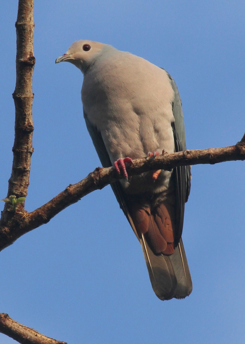 Pink-headed Imperial-Pigeon - ML163676691