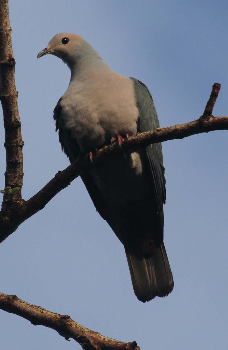 Pink-headed Imperial-Pigeon - ML163676701