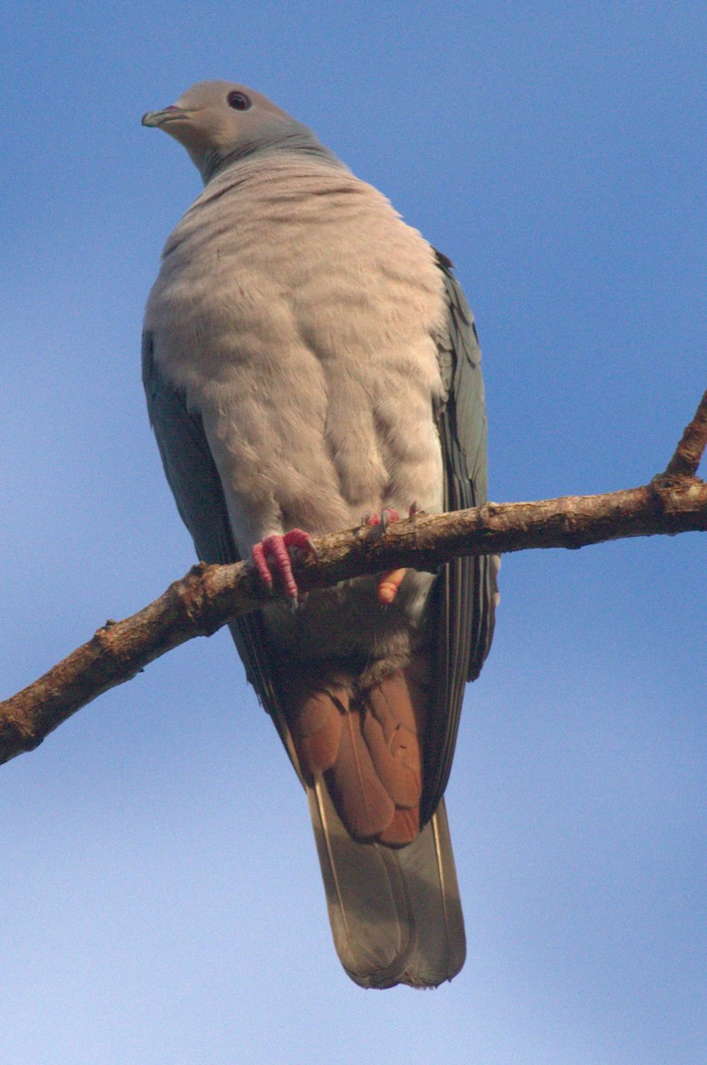 Pink-headed Imperial-Pigeon - ML163676721