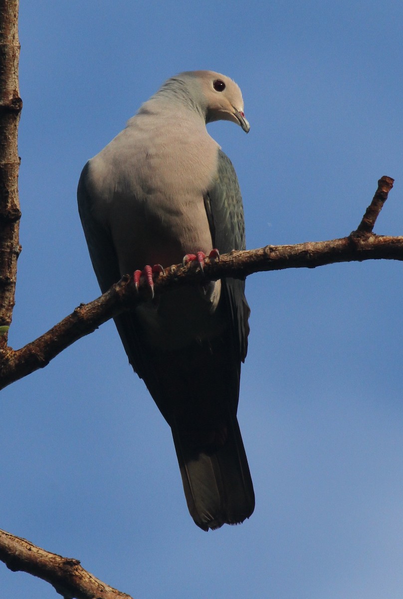 Pink-headed Imperial-Pigeon - ML163676731