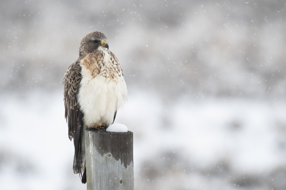 Swainson's Hawk - ML163677231