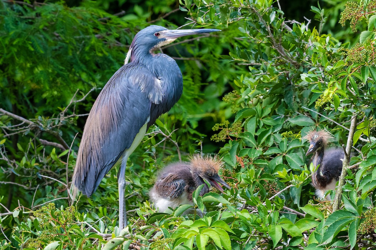 Tricolored Heron - ML163677321