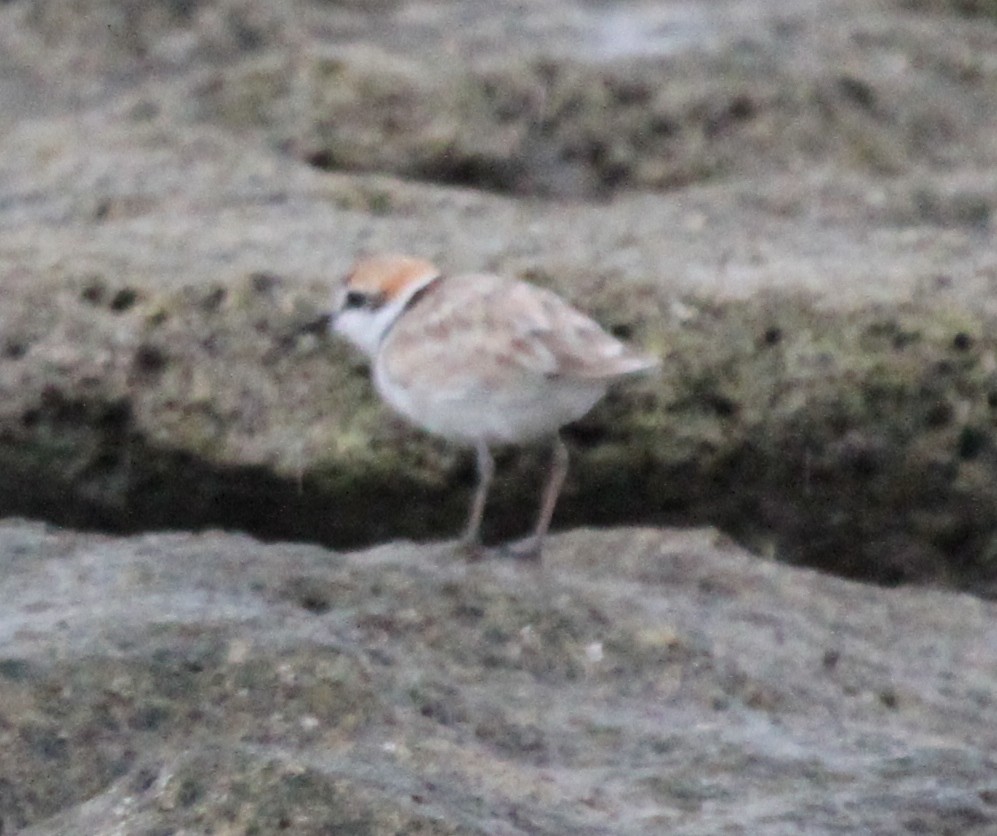 Malaysian Plover - ML163677361