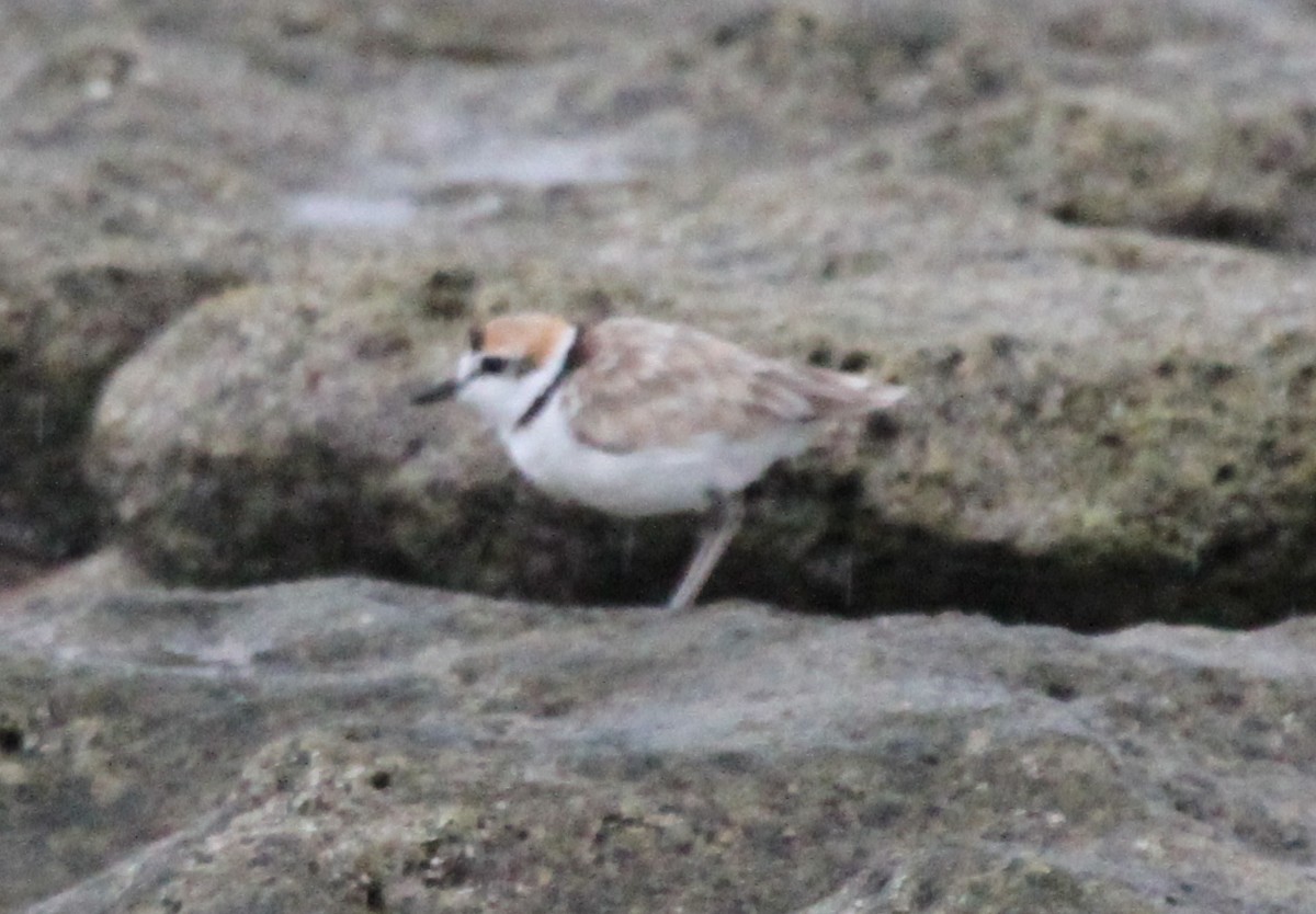 Malaysian Plover - ML163677381