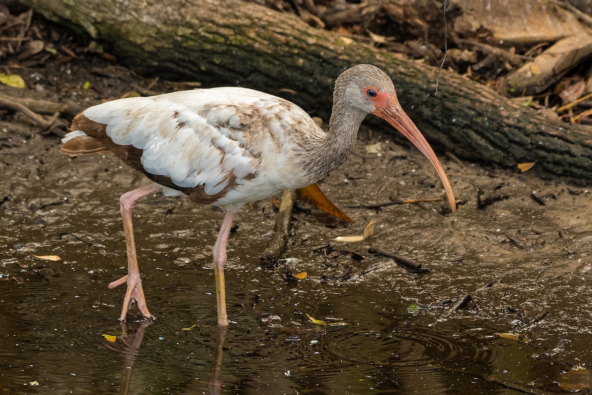 ibis bílý - ML163678731
