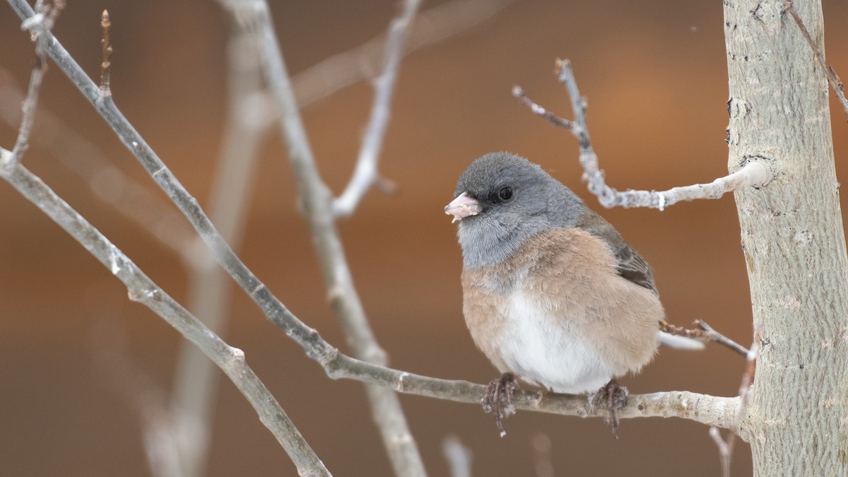 Dark-eyed Junco (Pink-sided) - ML163678981