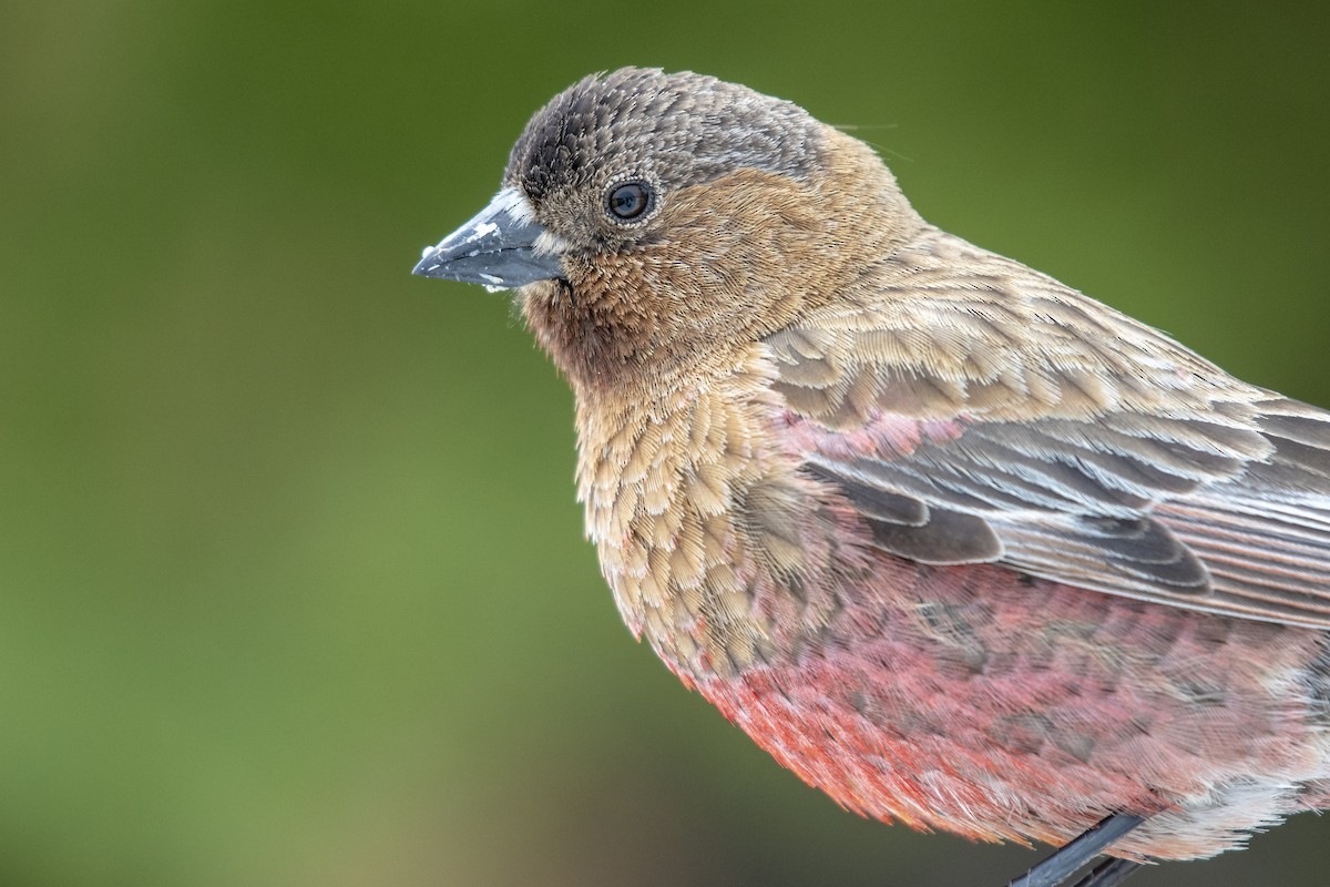 Brown-capped Rosy-Finch - ML163679041