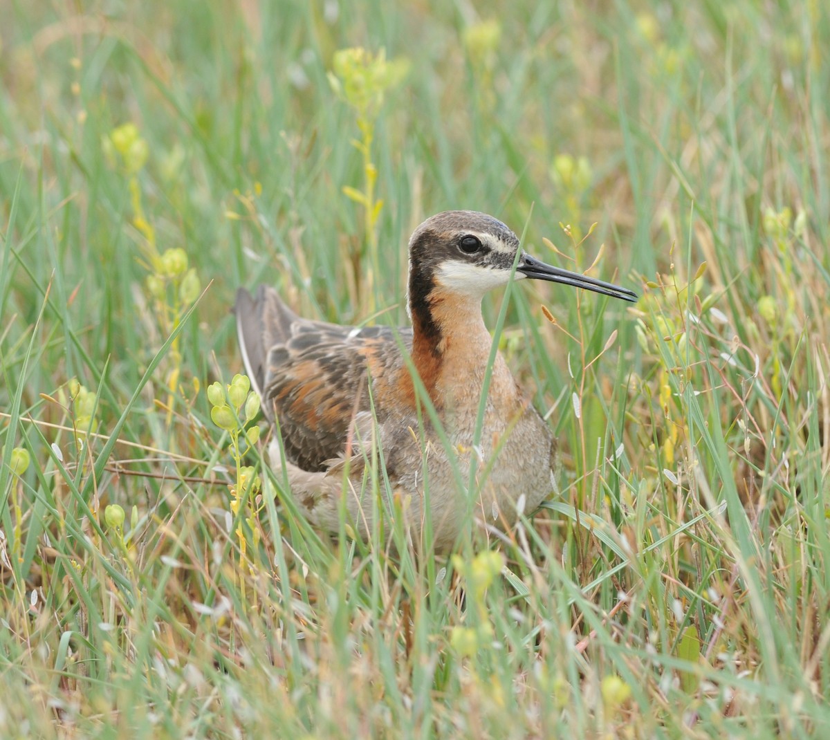 Phalarope de Wilson - ML163681251