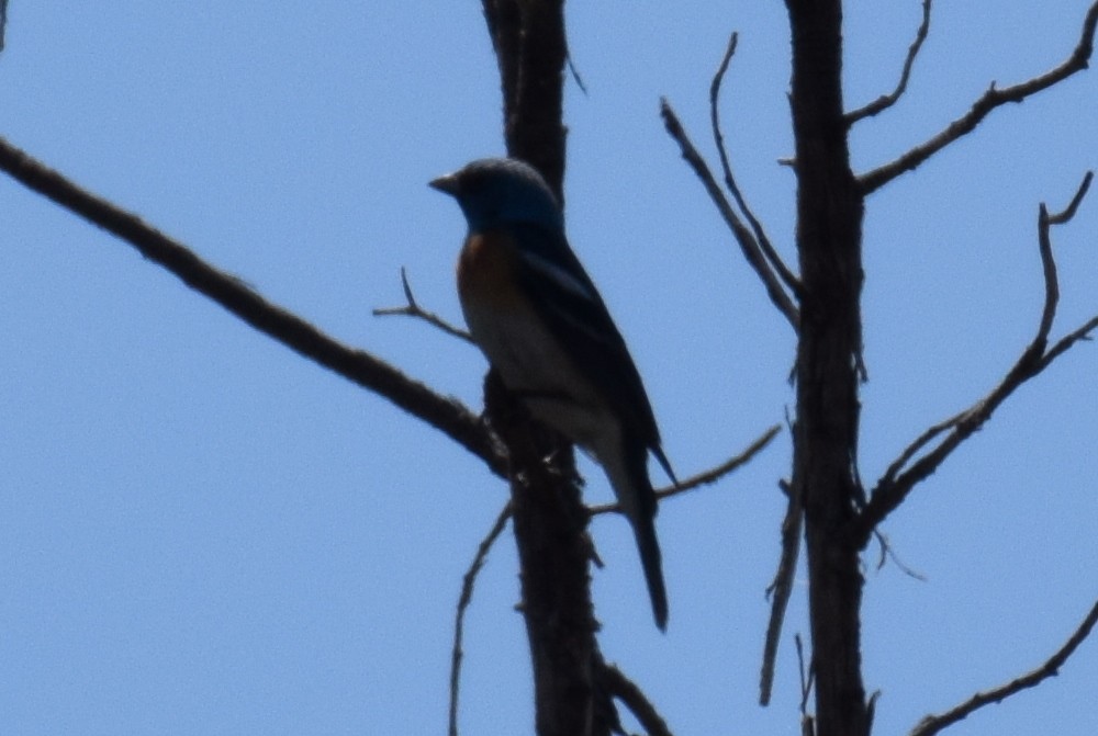 Lazuli Bunting - ML163681431