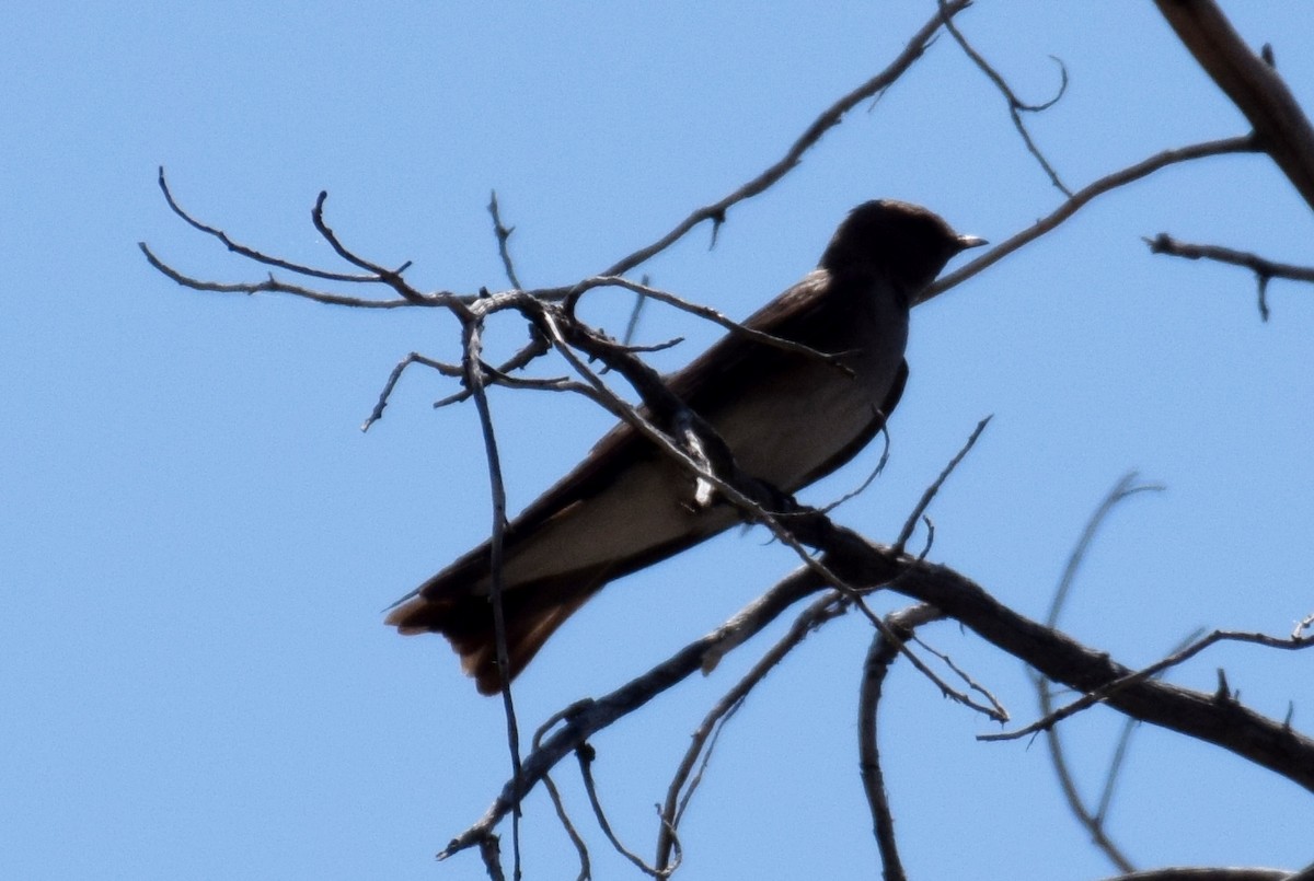 Northern Rough-winged Swallow - ML163681471