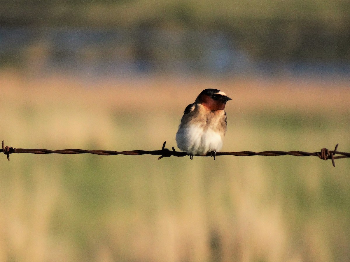 Cliff Swallow - ML163682651