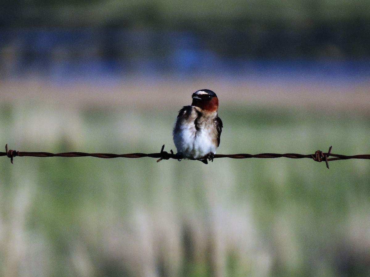 Cliff Swallow - ML163682661