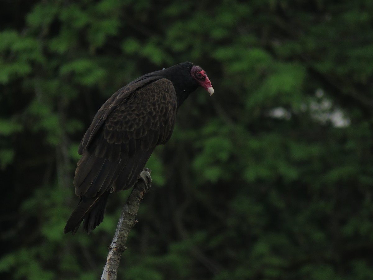 Turkey Vulture - Kai Frueh