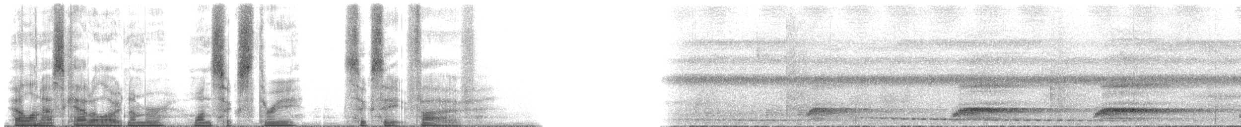 Curl-crested Manucode - ML163685