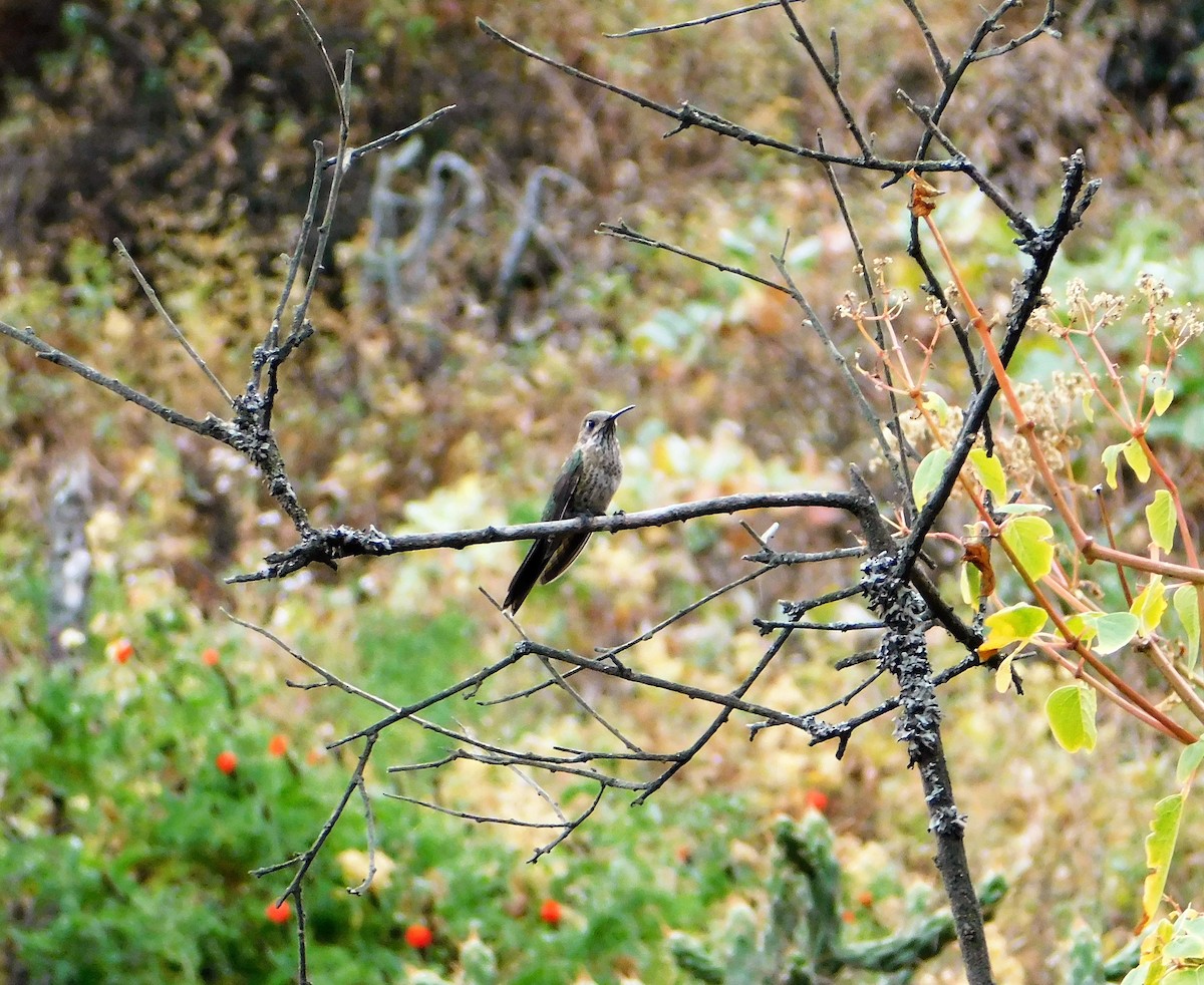 Colibri de Bourcier - ML163685611