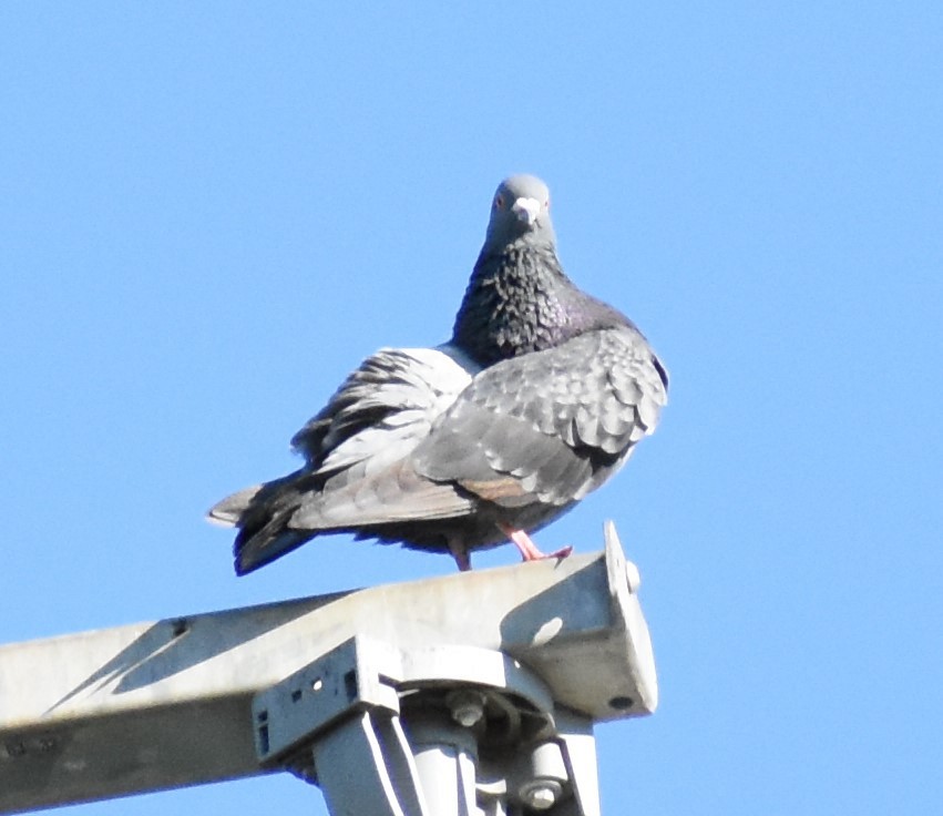 Rock Pigeon (Feral Pigeon) - ML163686871