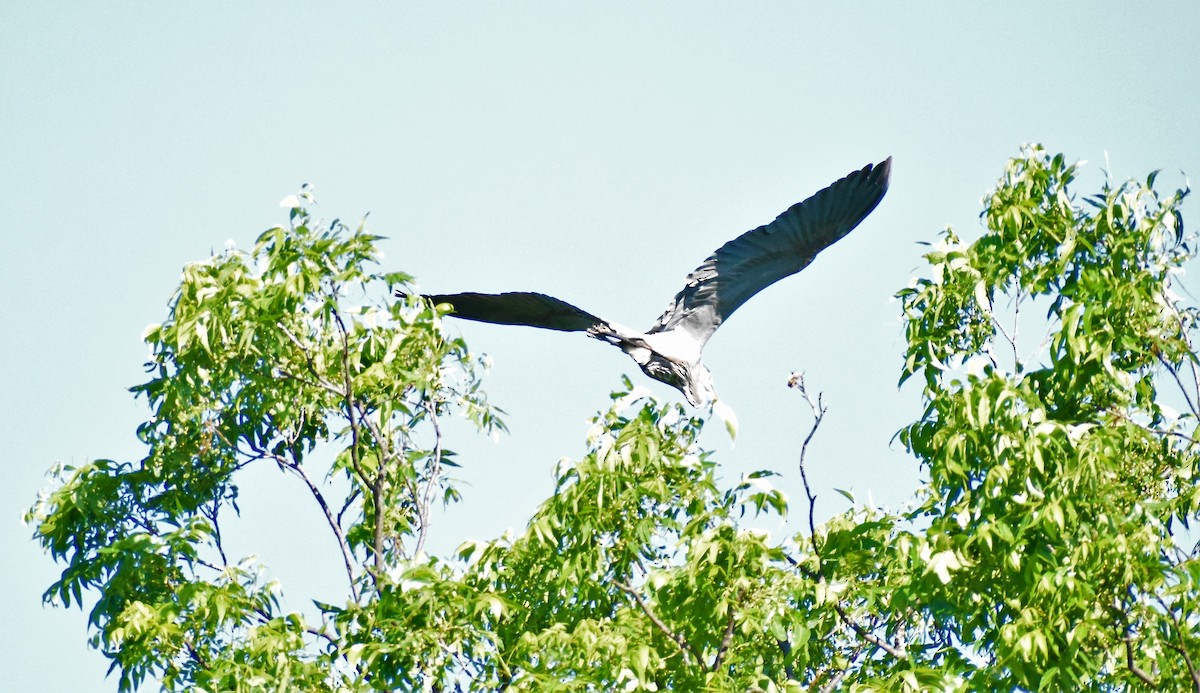 Great Blue Heron - ML163686991