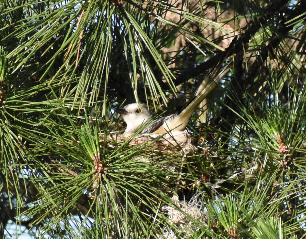 Scissor-tailed Flycatcher - ML163687181