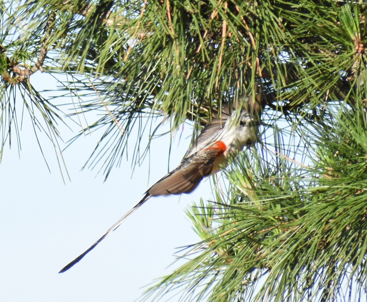 Scissor-tailed Flycatcher - ML163687191