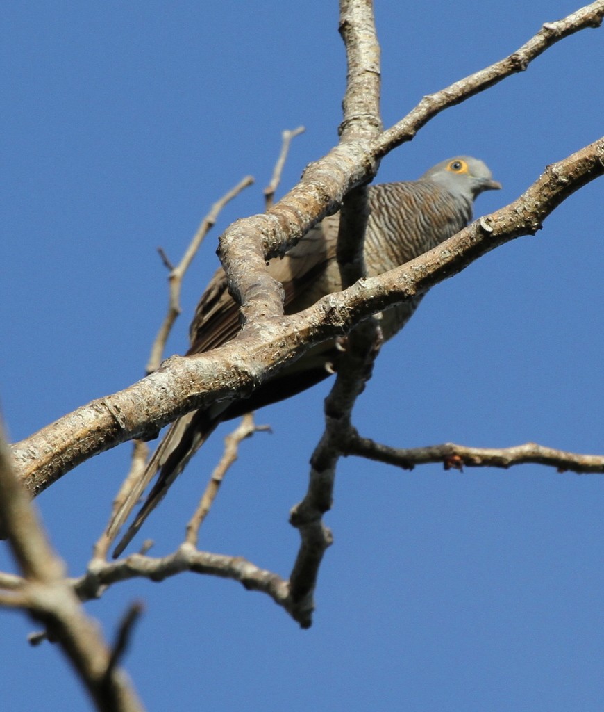 Barred Dove - ML163687461