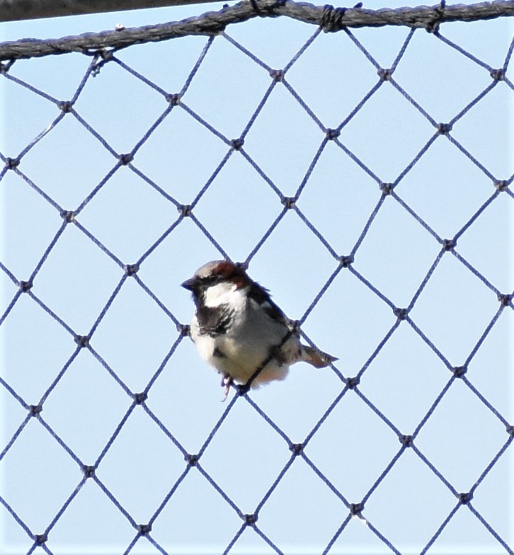 House Sparrow - ML163687471