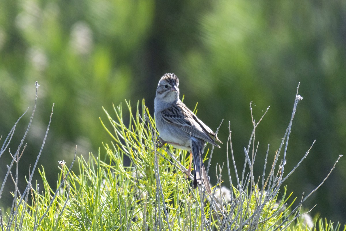 Brewer's Sparrow - ML163688841