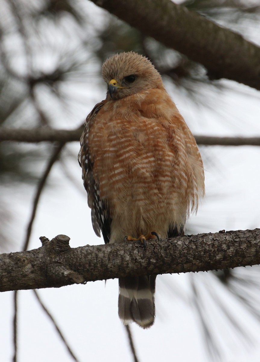 Red-shouldered Hawk - ML163690011