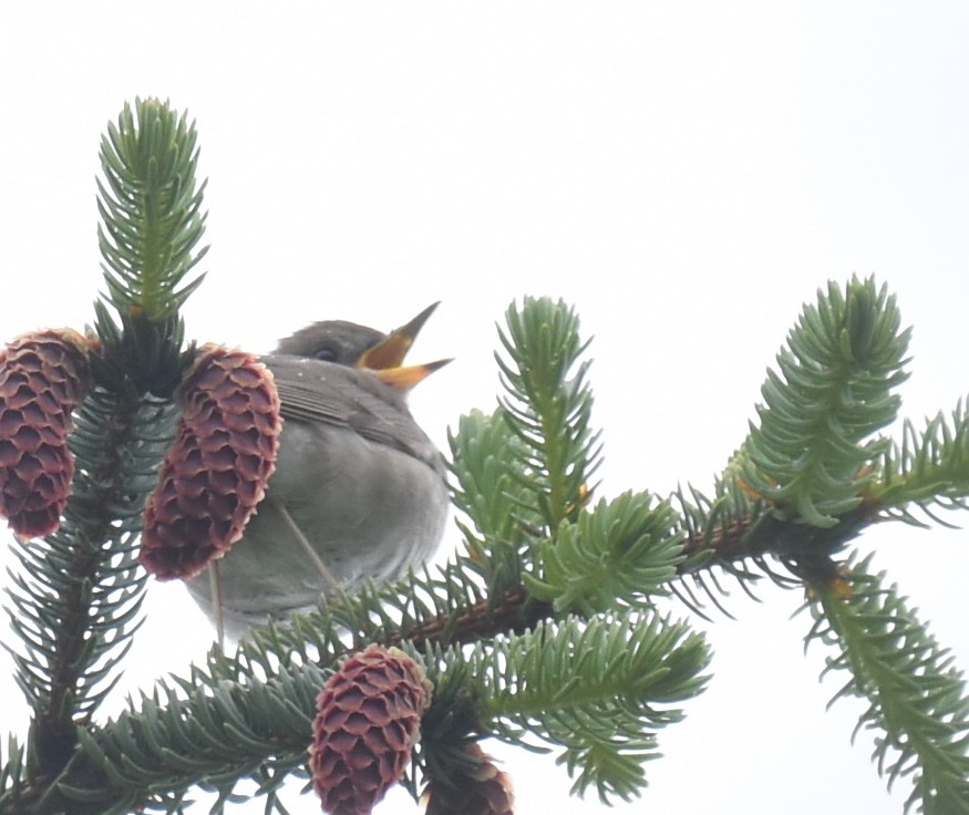 Gray-cheeked Thrush - ML163690081