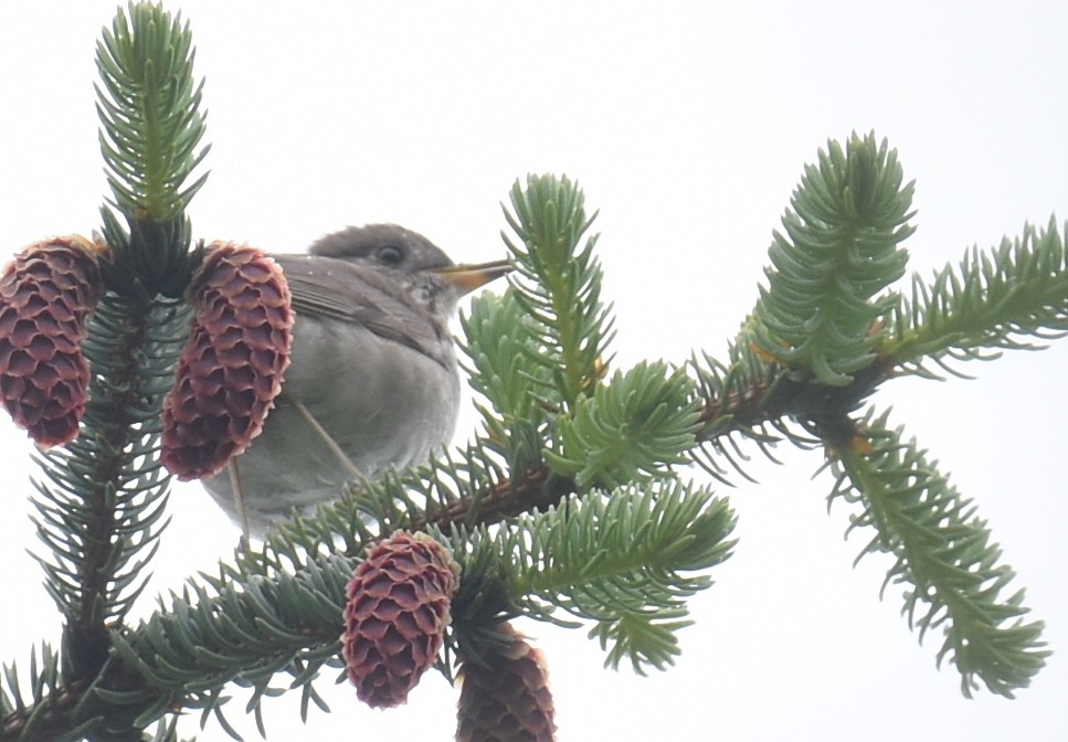 Gray-cheeked Thrush - ML163690091