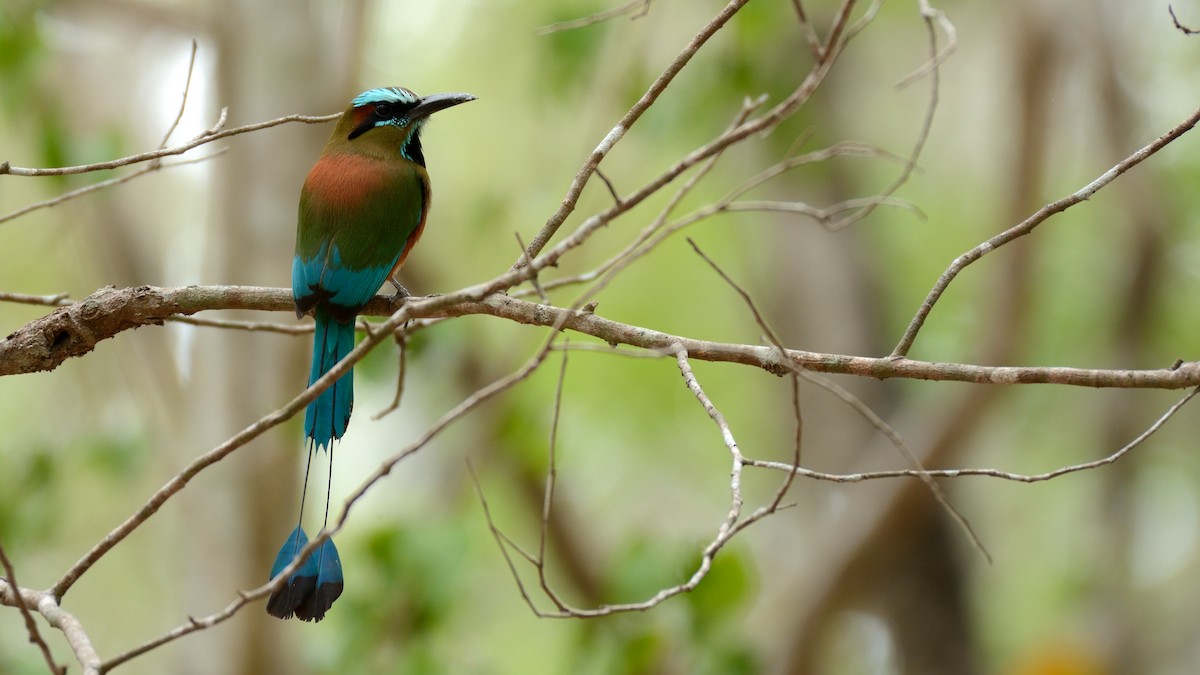 Turquoise-browed Motmot - ML163690141