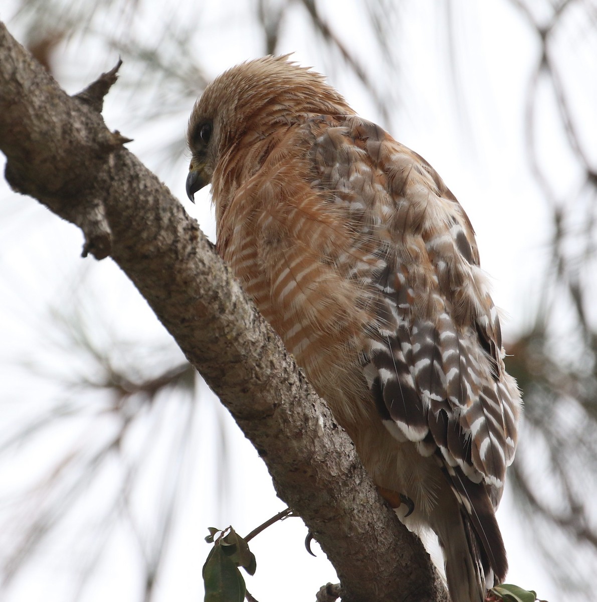 Red-shouldered Hawk - ML163690161